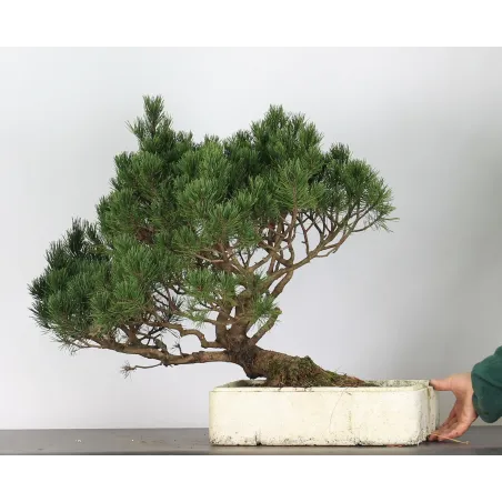 image supplémentaire - BONSAI PINUS MUGO 4-10