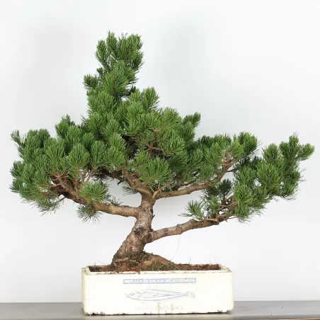 BONSAI PINUS MUGO 4-12