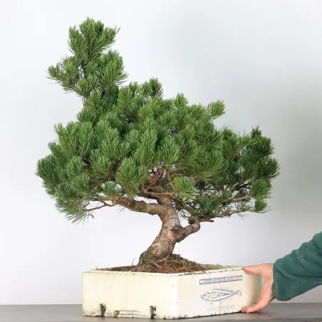 image supplémentaire - BONSAI PINUS MUGO 4-12