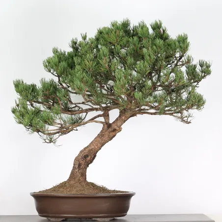 BONSAI PINUS MUGO 4-13