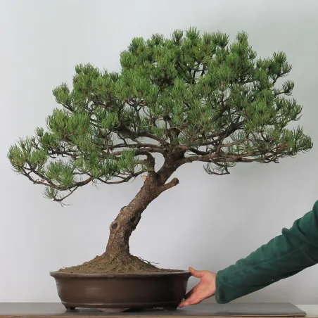 image supplémentaire - BONSAI PINUS MUGO 4-13