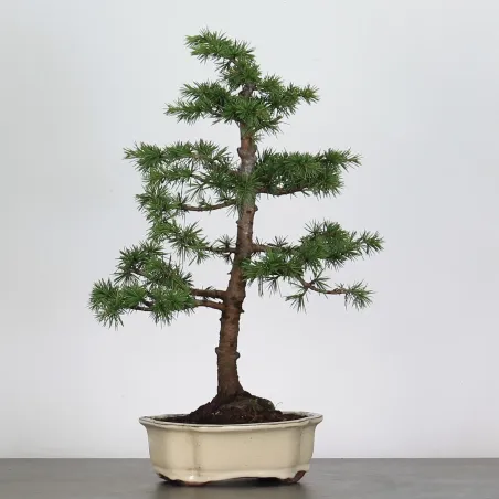 BONSAI "CEDRUS ATLANTICA" 1-7