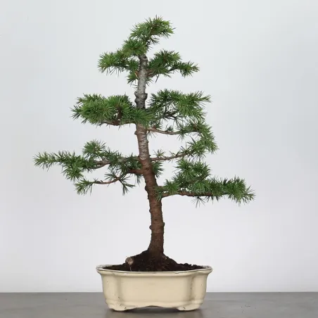 image supplémentaire - BONSAI "CEDRUS ATLANTICA" 1-7