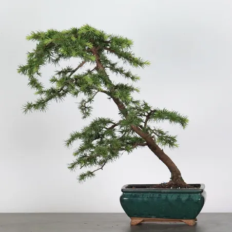 BONSAI "CEDRUS ATLANTICA" 1-8