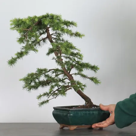 image supplémentaire - BONSAI "CEDRUS ATLANTICA" 1-8