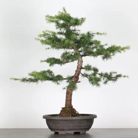 Bonsai Cèdre de l'Atlas