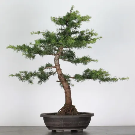 image supplémentaire - BONSAI "CEDRUS ATLANTICA" 2-1