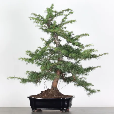 Bonsai Cèdre de l'Atlas