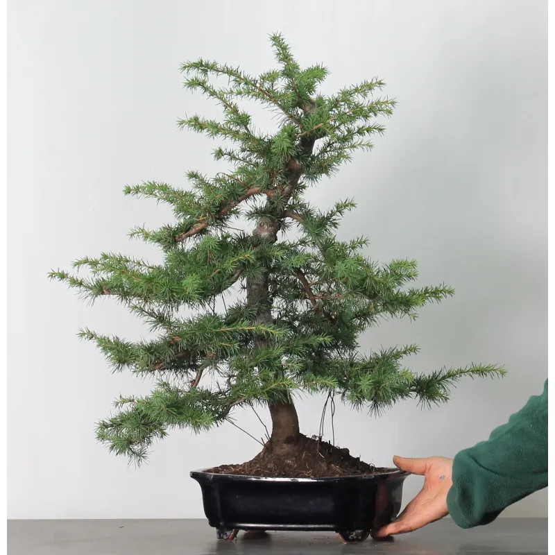 image supplémentaire - BONSAI "CEDRUS ATLANTICA" 2-5