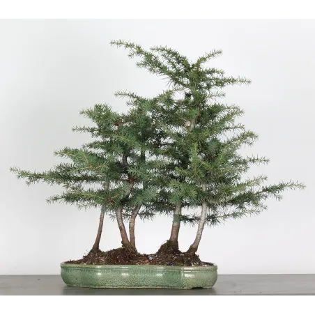 Bonsai Cèdre de l'Atlas