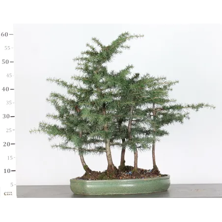 image supplémentaire - BONSAI "CEDRUS ATLANTICA" 2-6