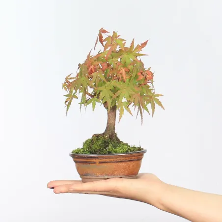 Bonsai Acer Palmatum Shohin APS-1-1