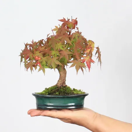 Bonsai Erable Palmatum APS-1-3