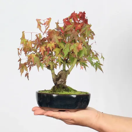 Bonsai Erable Palmatum Shohin APS-1-5