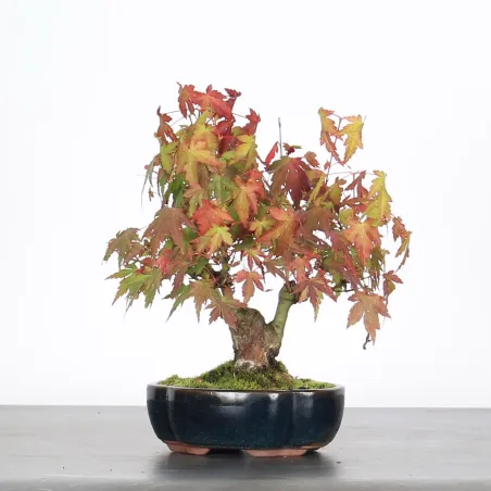 image supplémentaire - ACER PALMATUM SHOHIN 1-5