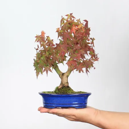 Maple Bonsai Palmatum Shohin APS-1-6