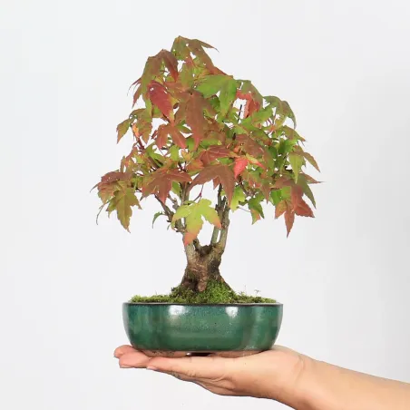 image supplémentaire - ACER PALMATUM SHOHIN 1-7