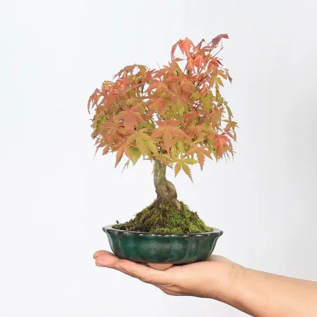 image supplémentaire - ACER PALMATUM SHOHIN 1-8