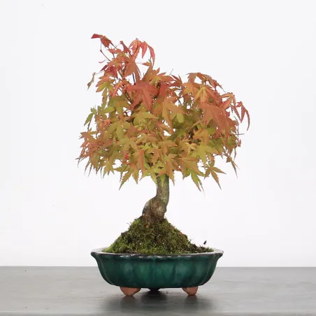 Bonsai Erable Palmatum APS-1-8