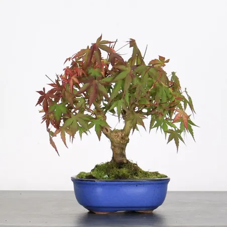 image supplémentaire - ACER PALMATUM SHOHIN 1-9