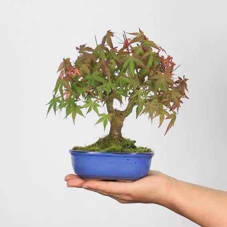 Maple Bonsai Palmatum Shohin APS-1-9