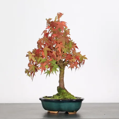 Palmatum Maple Bonsai APS-1-10