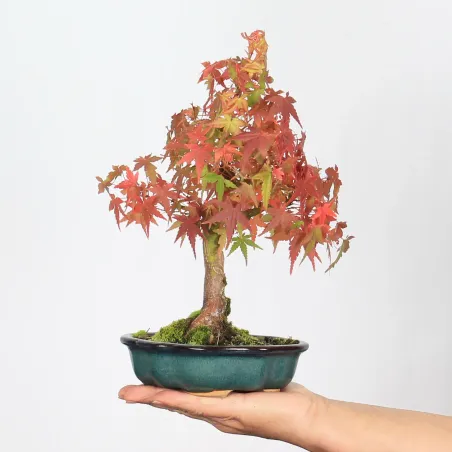 image supplémentaire - ACER PALMATUM SHOHIN 1-10