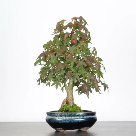 ÉRABLE DU JAPON "ACER PALMATUM SHOHIN" 1-11