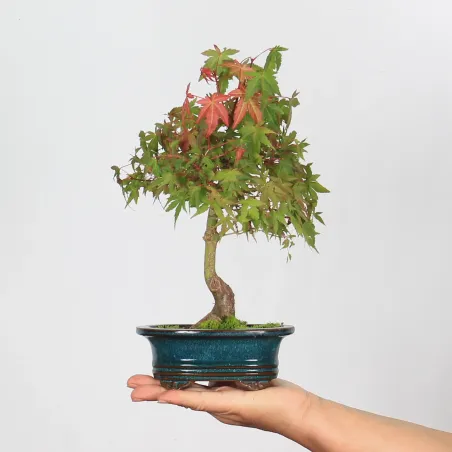 Bonsai Erable Palmatum Shohin APS-1-13