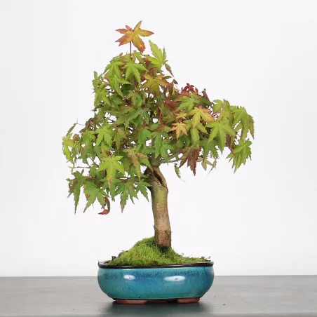 Maple Bonsai Palmatum Shohin APS-1-14