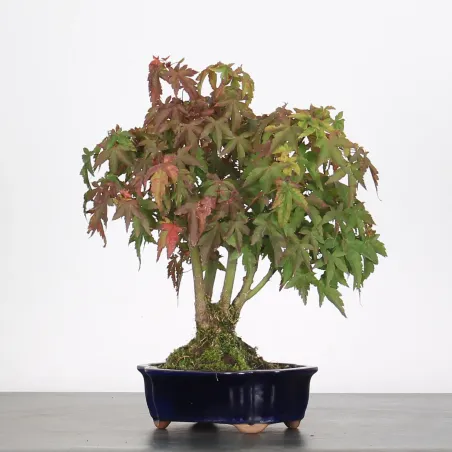 Bonsai Erable Palmatum APS-1-15