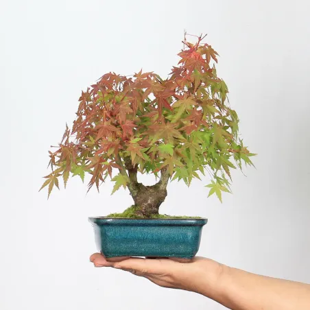 Bonsai Erable Palmatum Shohin APS-2-1