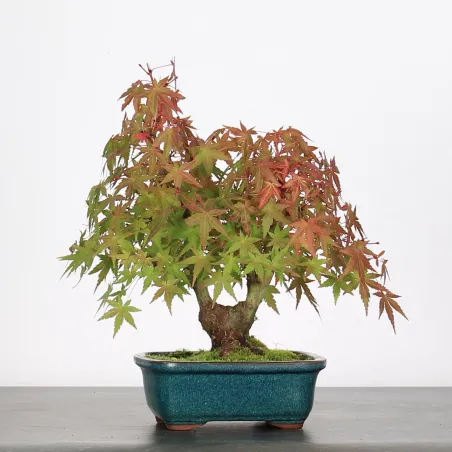 image supplémentaire - ACER PALMATUM SHOHIN 2-1