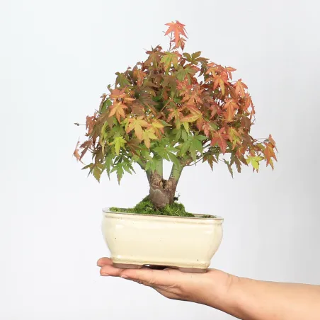 Bonsai Erable Palmatum APS-2-2