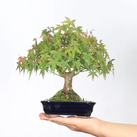 Palmatum Maple Bonsai APS-2-3