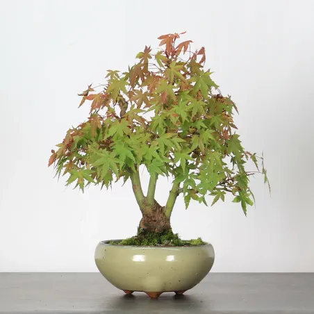 image supplémentaire - ACER PALMATUM SHOHIN 2-4