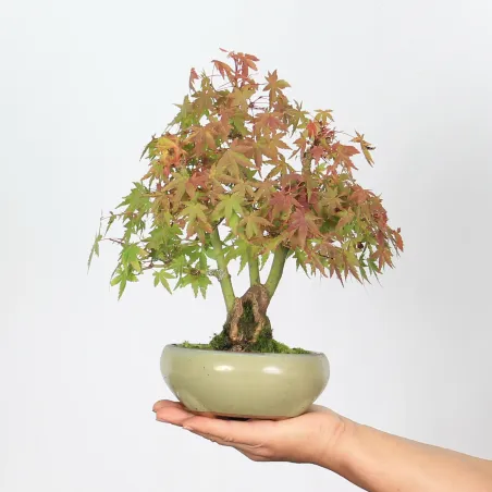 Bonsai Erable Palmatum APS-2-4