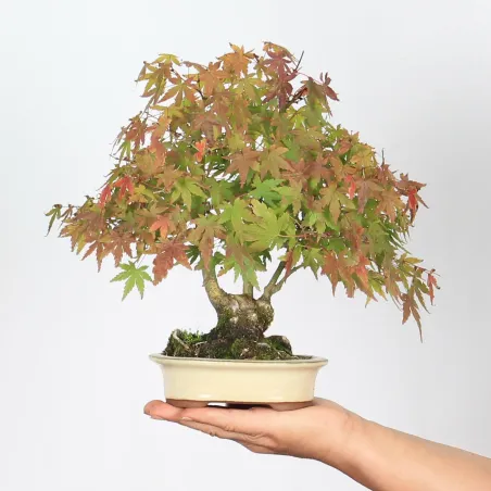 image supplémentaire - ACER PALMATUM SHOHIN 2-9