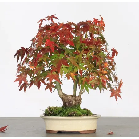 Palmatum Maple Bonsai APS-2-9