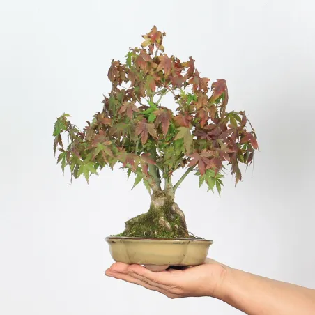 Palmatum Maple Bonsai APS-2-13