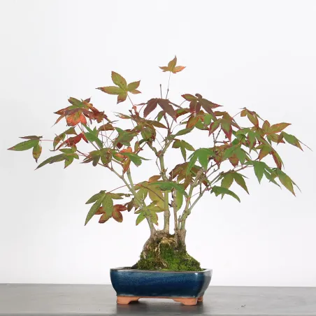 image supplémentaire - ACER PALMATUM SHOHIN 2-17