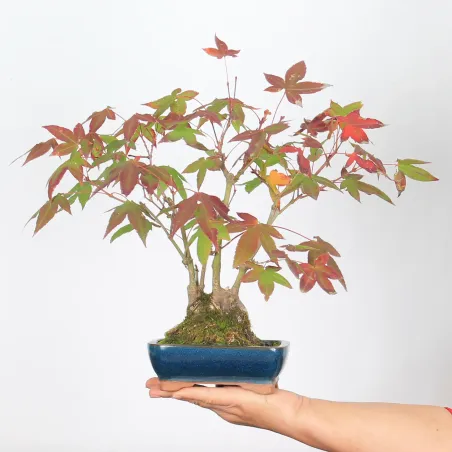 Bonsai Erable Palmatum Shohin APS-2-17