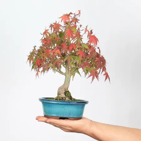 Palmatum Shohin Maple Bonsai APS-2-20