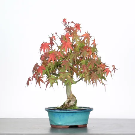 image supplémentaire - ACER PALMATUM SHOHIN 2-20