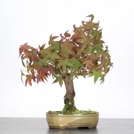 image supplémentaire - ACER PALMATUM SHOHIN 2-27