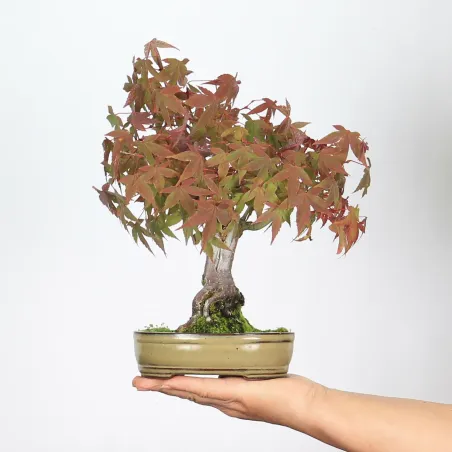 Bonsai Erable Palmatum APS-2-27