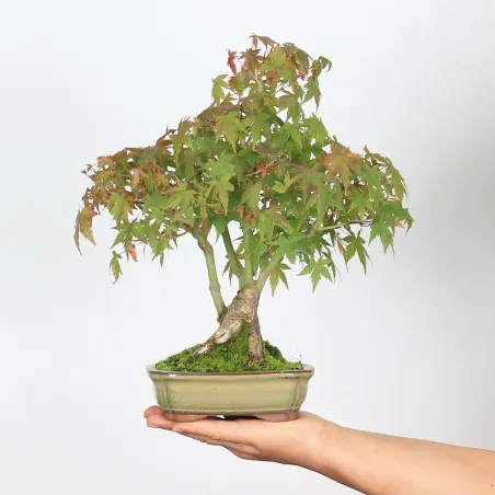 ACER PALMATUM SHOHIN 2-31