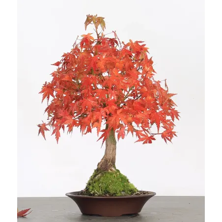 Bonsai Erable Palmatum Shohin APS-2-32