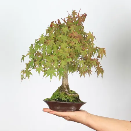 image supplémentaire - ACER PALMATUM SHOHIN 2-32