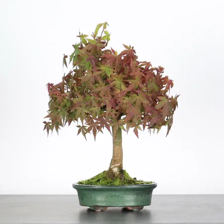 Bonsai Erable Palmatum Shohin APS-3-2